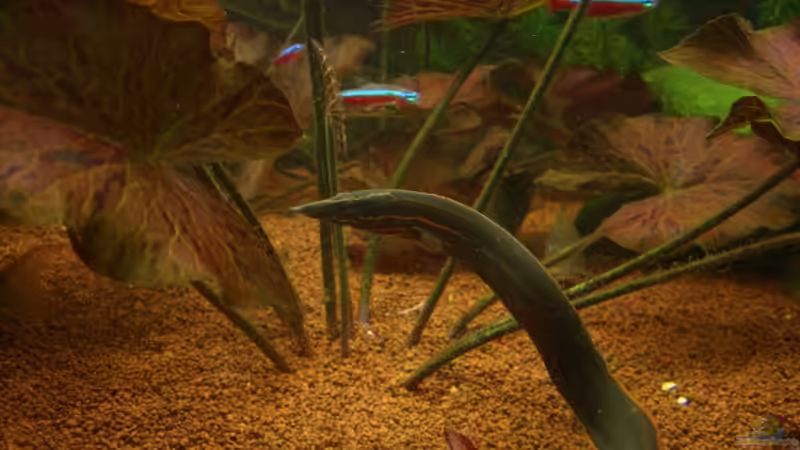 Feuerstachelaal von Dimi Georgomanos (9)