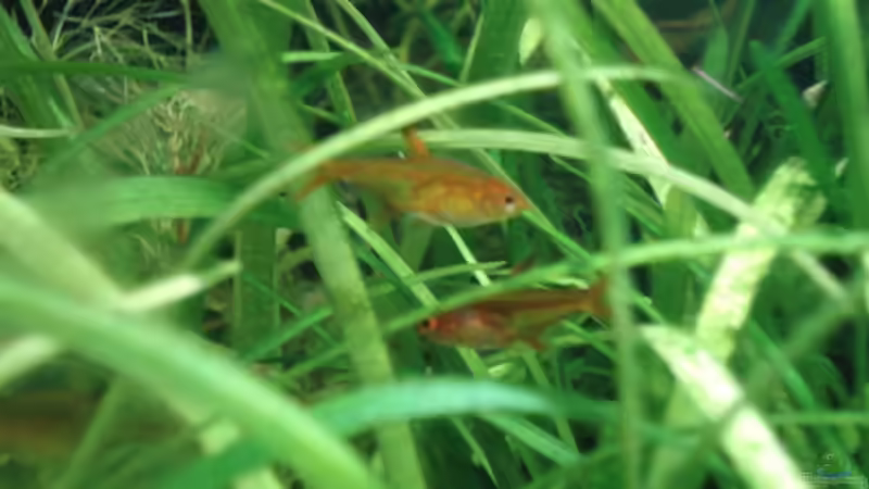 Feuertetra ( weis leider keine genauere Bezeichnung ) von Markus Rausch (4)