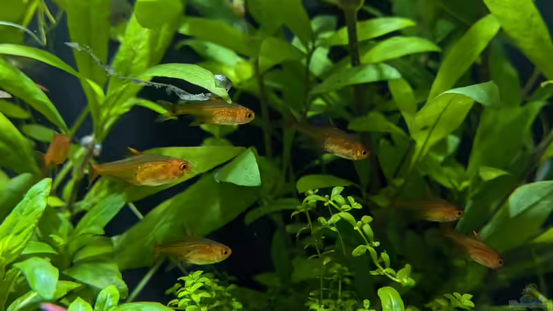 Feuertetra Gruppe von der Loucy (30)