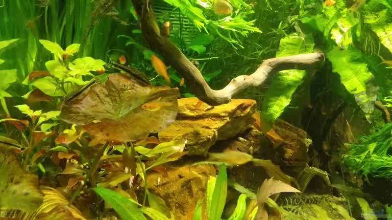 Feuertetra von Miss Kasimir (22)