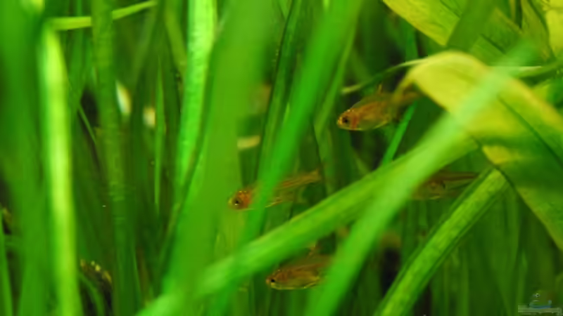 Feuertetras im Versteck von Johannes B. (15)