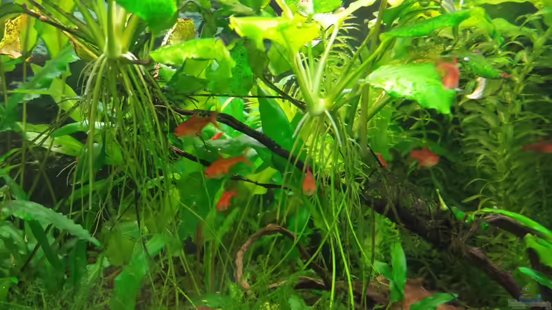 Feuertetras im Wurzelwerk von JohnnyWishbone (25)