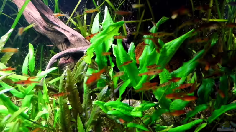 Feuertetras und Rasbora 20.05.15 von snooze (2)