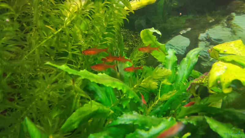 Einrichtungsbeispiele für Aquarien mit Produkten von Tetra