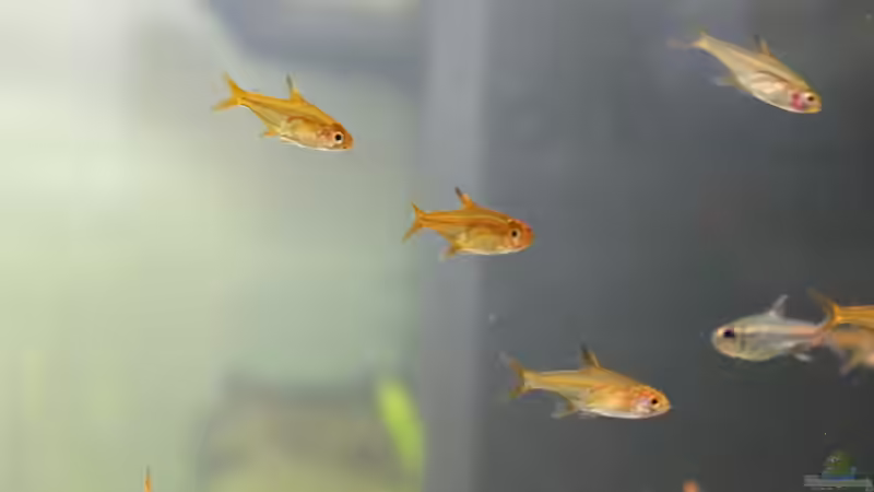 Aquarien mit Hyphessobrycon amandae (Feuertetra)