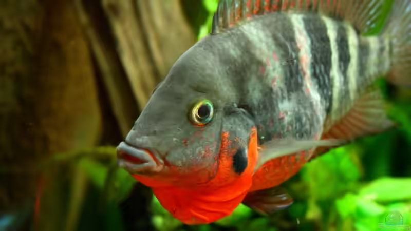 Feurmaul- oder Maskenbuntbarsch - einfach genial, finde ich  von Minzi (48)