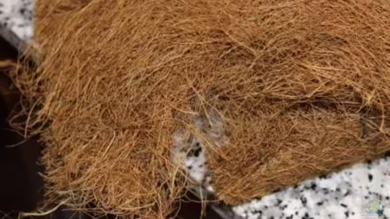 Fibra de coco von lomarraco (46)