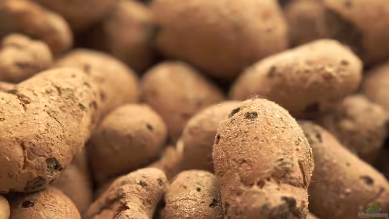 Ficus pumila Hydrokultur - Ein umfassender Leitfaden