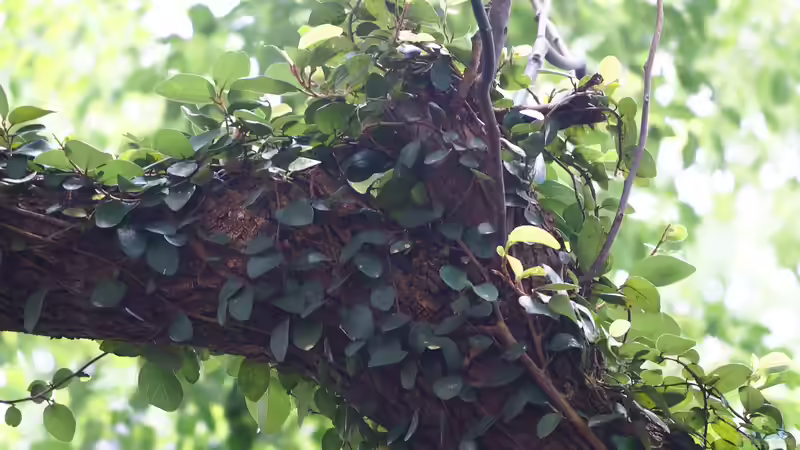 Ficus pumila Hydrokultur - Ein umfassender Leitfaden