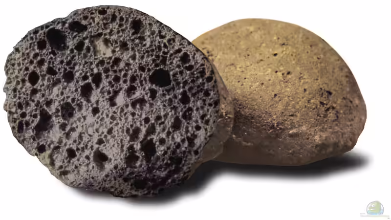 Ficus pumila Hydrokultur - Ein umfassender Leitfaden