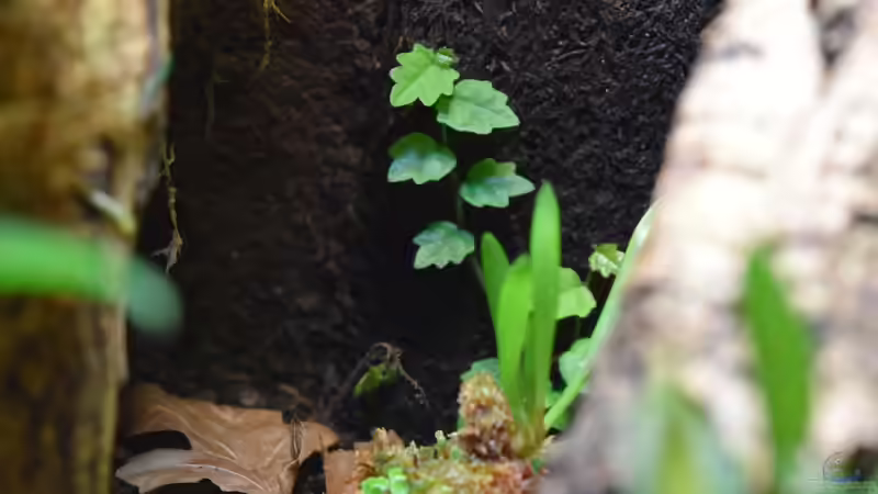 Ficus quercifolia (Ableger) von Junglist (7)