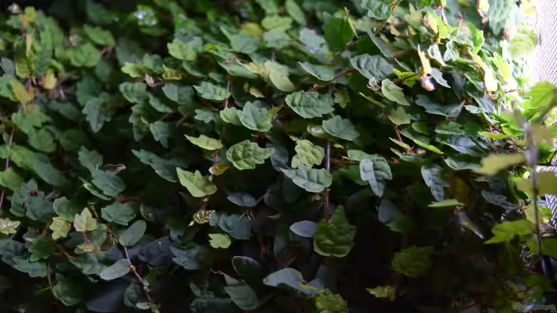 Ficus quercifolia von Junglist (28)