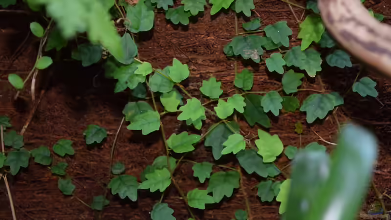 Ficus quercifolia von Junglist (6)