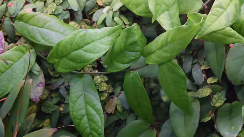 Ficus sagittata von Junglist (22)