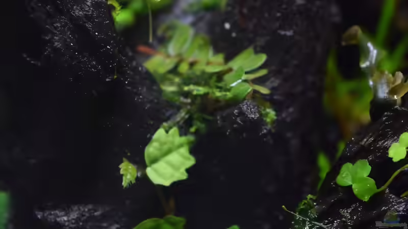 Ficus scandes im Hintergrund Marcgravia umbellata von Junglist (7)