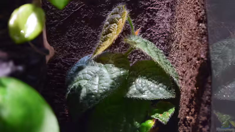 Ficus villosa von Junglist (13)