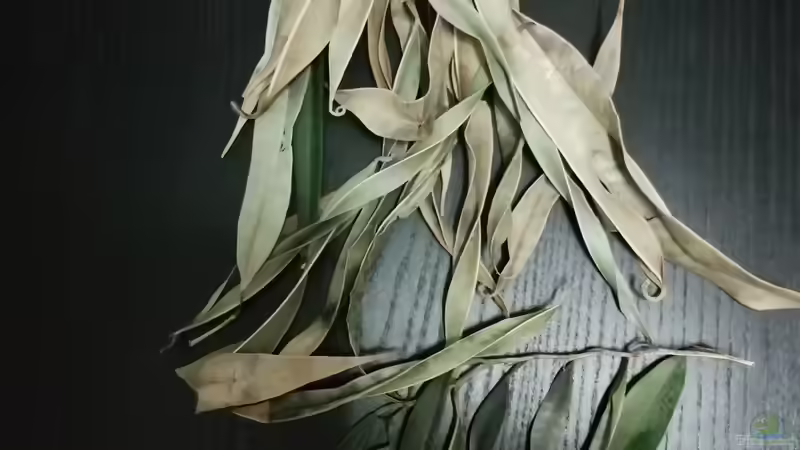 Ficusblätter von - Stephen - (18)