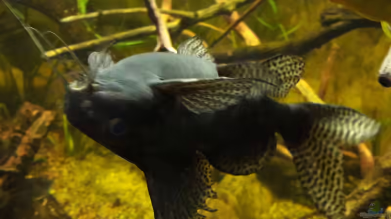 Aquarien mit Synodontis eupterus