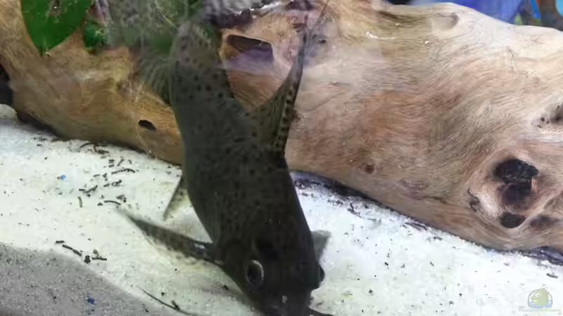 Fiederbartwels Synodontis euptera  von Thomas u. Gabriele P. (64)