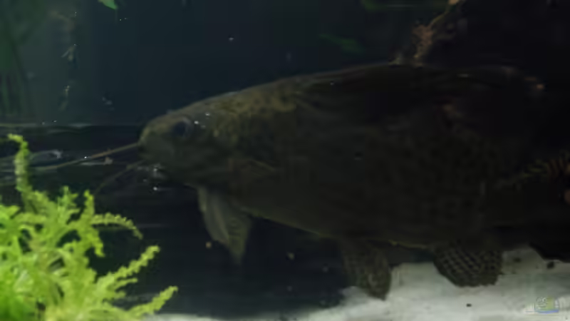 FIEDERBARTWELS von Heinz Von B1 (23)