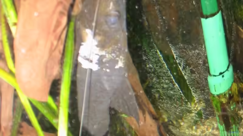 Fiederbartwels von Mike Kurz (13)