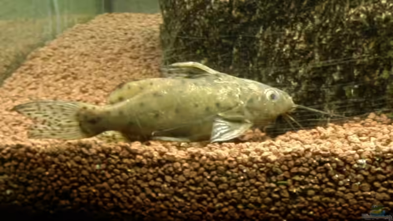 Fiederbartwels von Mista_Birdy (8)