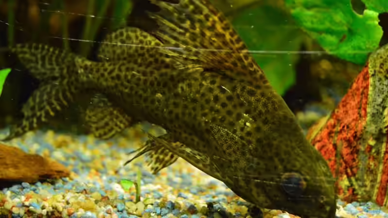 Fiederbartwels von Ulf Penderock (2)