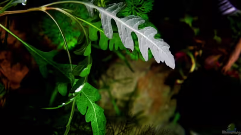 Fiederspaltiger Wasserfreund (Hygrophila pinnatifida ) von snooze (49)