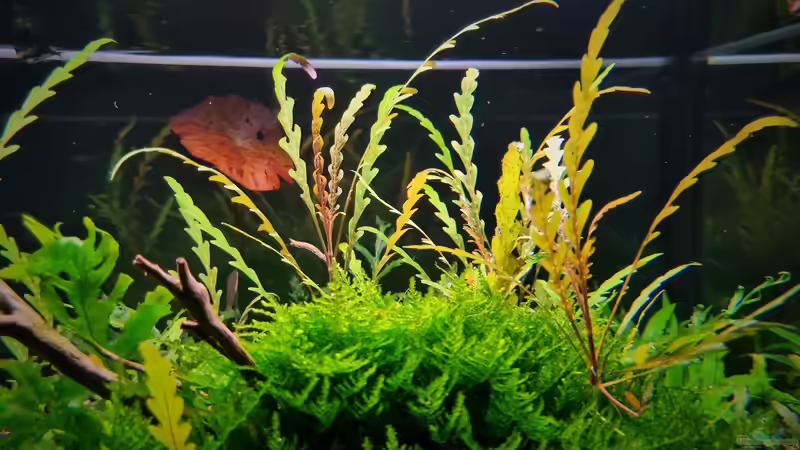 fiederspaltiger Wasserfreund von Comander (21)