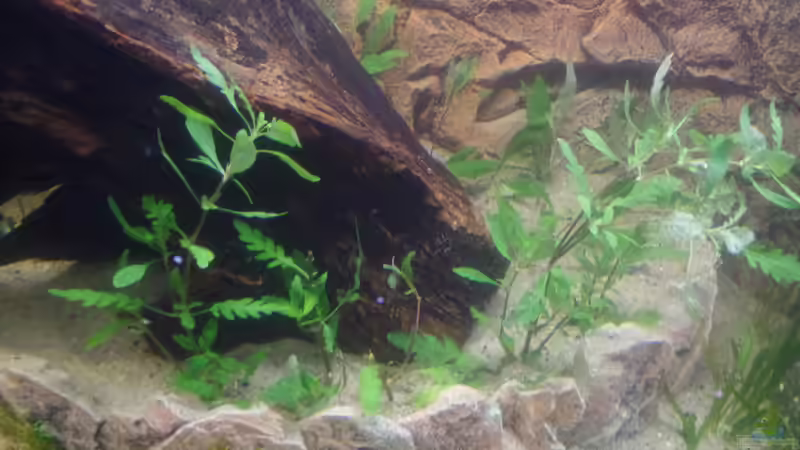 Fiederspaltiger Wasserfreund von raubsau (126)