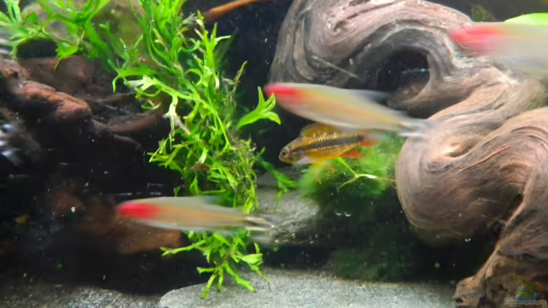 Fienchen ;) von Nick3 (21)