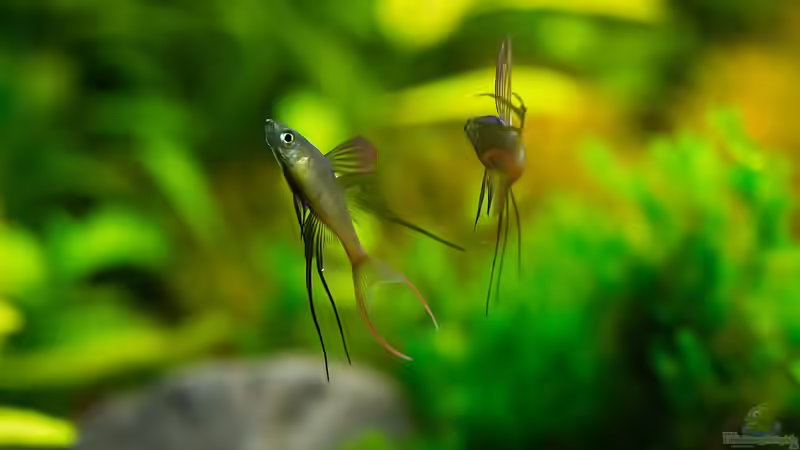 Aquarien mit Iriatherina werneri (Filigran-Regenbogenfisch)