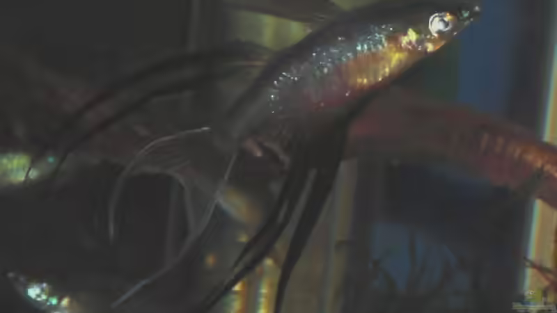 Filigranregenbogenfisch Bock von Dominik (20)