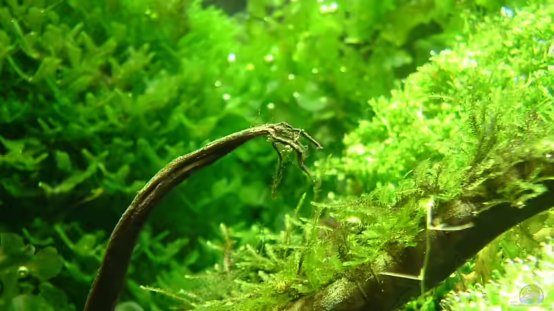 filligraner teil der wurzel (mit taiwanmoos bewachsen) von Timo Wünsche (30)