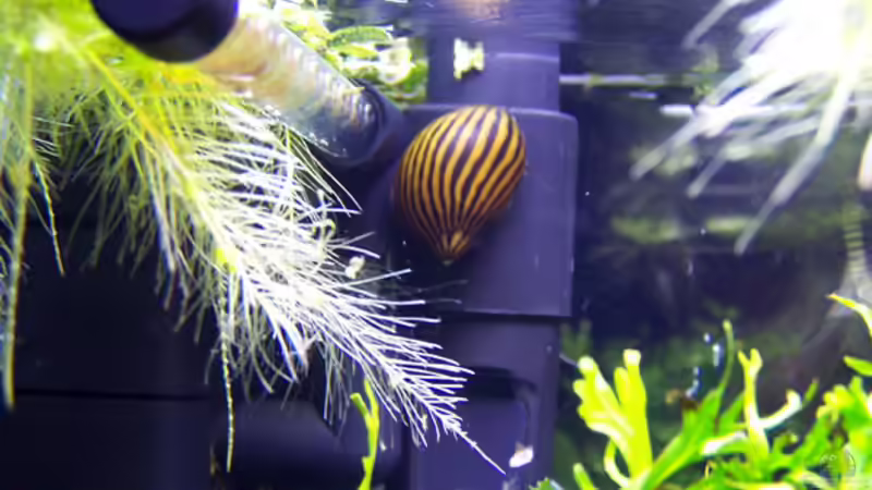 Filter + PH-Elektrode von Buster (12)