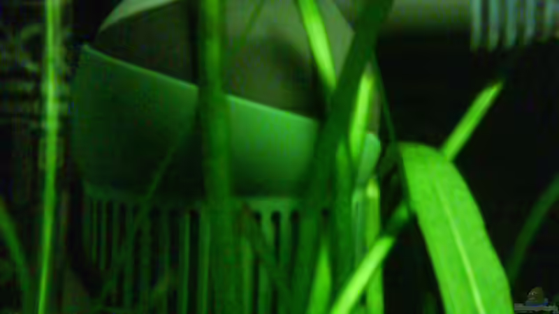 Filter: EHEIM aqua ball von Janik Ruser (9)