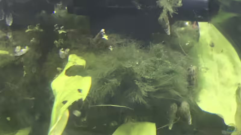 Filter, sichtbar eingelaufen  von Günnis Medaka Refugium (21)