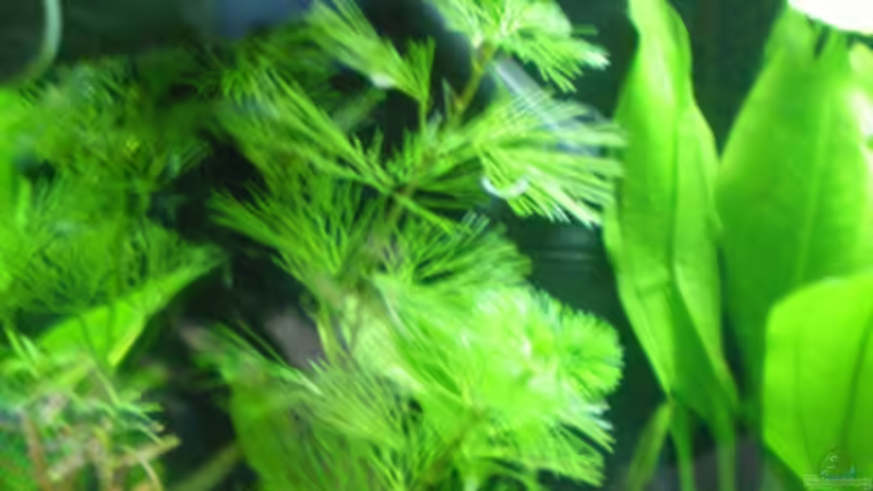 Filter (hinter Pflanzen versteckt) von Thomas Ahrens (11)