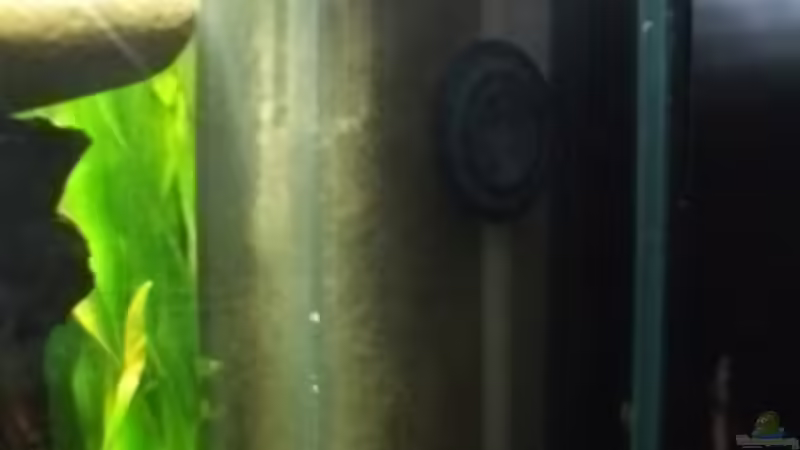 Filter im Becken von sandybunny (15)