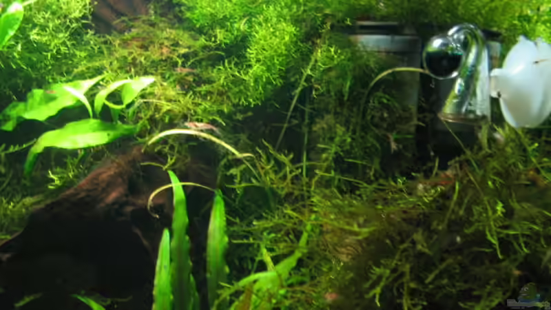 Filter ist halbwegs versteckt... von Ralle (8)