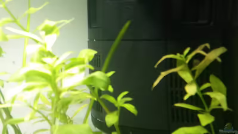 Einrichtungsbeispiele mit JBL CristalProfi i60