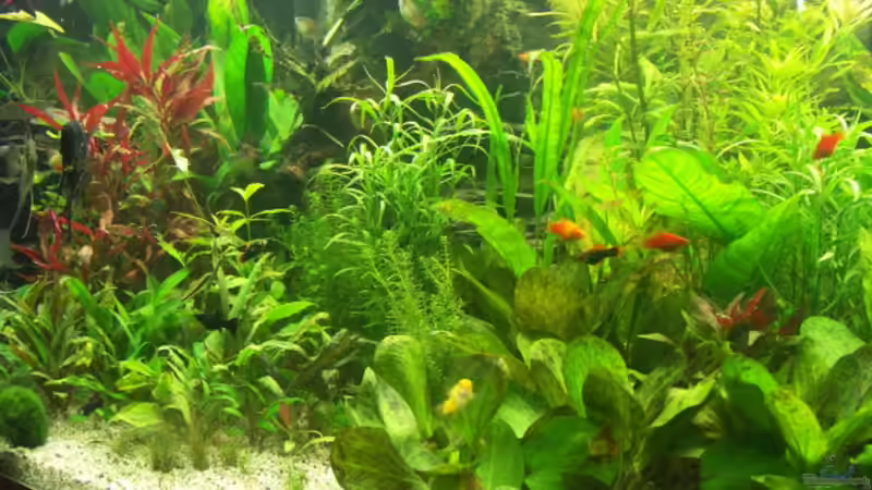 Filter mit Schnellkupplung von Dietmar Schneider (13)