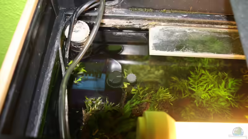 Filter und Heizer hinter Javafarn versteckt von aquamike (13)