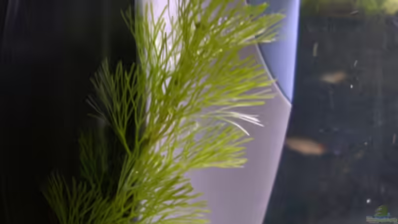 Filter von Claudia Lübke (15)