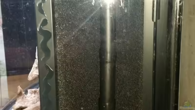 Filter von der Seite von Rotkopfsalmler (19)