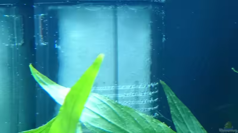 Filter von Jahira (18)