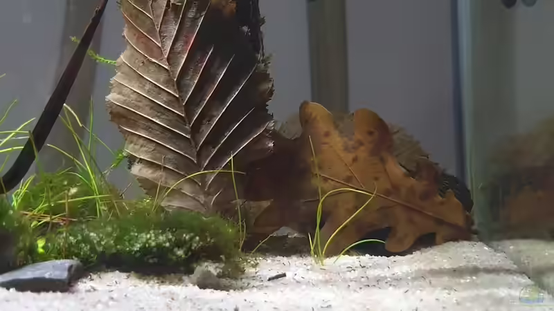 filter von Romano E (29)