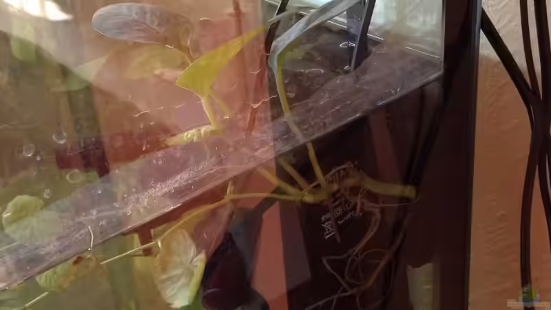 Filter Wassernabel efeutute von Ceylon (53)