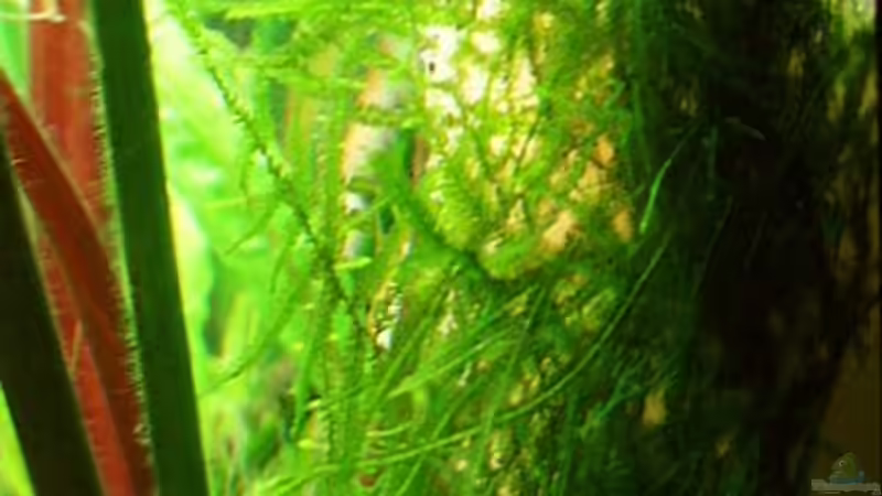 Filteransaugkorb rechts mit Filtermedium bestückt und mit Christmasmoos getarnt von Jason (29)