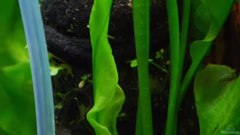 Filteransaugstutzen eingepackt in Filtermatte und Nylonsocke von Chili (19)